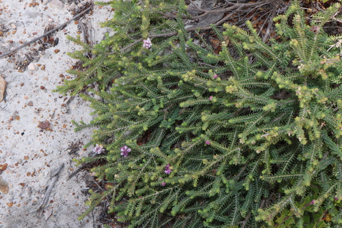 Image of Melaleuca pulchella by (c) Thomas Mesaglio, some rights reserved (CC BY)