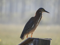 Butorides virescens image