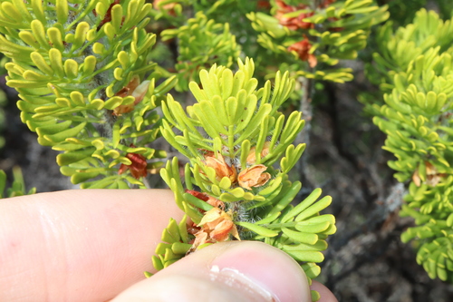 Image of Boronia tetrandra by (c) Thomas Mesaglio, some rights reserved (CC BY)