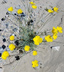 Eschscholzia papastillii