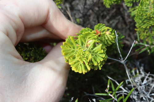 Image of Boronia tetrandra by (c) Thomas Mesaglio, some rights reserved (CC BY)