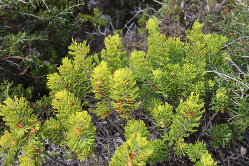 Image of Boronia tetrandra by (c) Thomas Mesaglio, some rights reserved (CC BY)