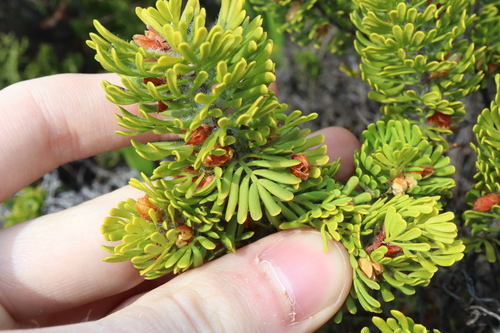 Image of Boronia tetrandra by (c) Thomas Mesaglio, some rights reserved (CC BY)