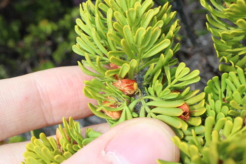 Image of Boronia tetrandra by (c) Thomas Mesaglio, some rights reserved (CC BY)