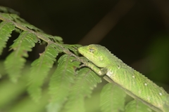 Pseudocalotes tympanistriga