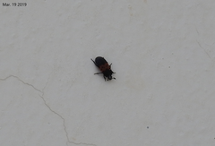 Dermestes vorax