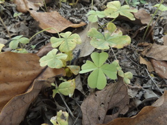 Oxalis tetraphylla