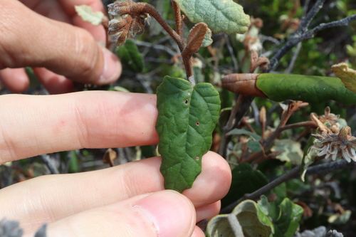 Image of Lasiopetalum discolor by (c) Thomas Mesaglio, some rights reserved (CC BY)