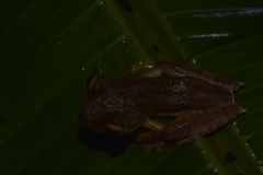 Rhacophorus margaritifer