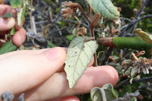 Image of Lasiopetalum discolor by (c) Thomas Mesaglio, some rights reserved (CC BY)