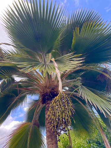Pritchardia thurstonii observed 2023-10-24