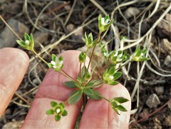 Androsace occidentalis