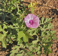 Ipomoea cordatotriloba cordatotriloba