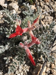 Astragalus coccineus
