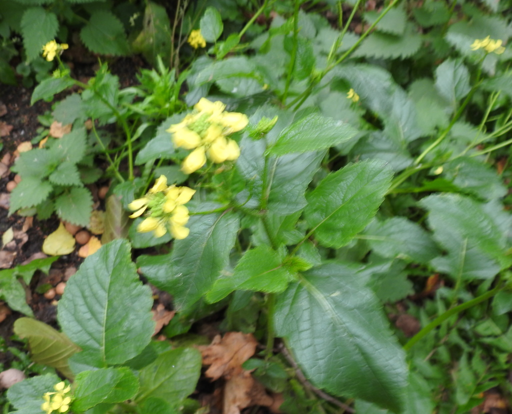 charlock from Железногорск, Курская обл., Россия on October 15, 2023 at ...
