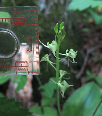 Liparis campylostalix