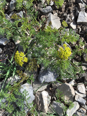 Lomatium grayi