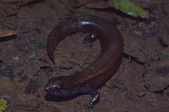 Subdoluseps bowringii