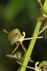 Liparis campylostalix