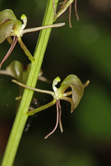 Liparis campylostalix