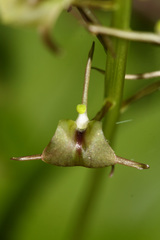 Liparis campylostalix