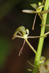 Liparis campylostalix