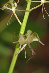 Liparis campylostalix