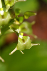 Liparis campylostalix