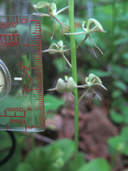 Liparis campylostalix