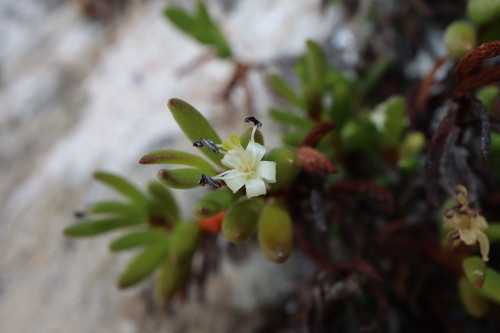 Image of Wilsonia backhousei by (c) Thomas Mesaglio, some rights reserved (CC BY)