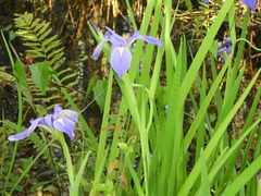 Iris savannarum