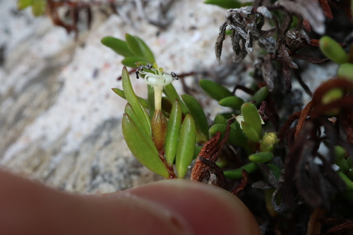 Image of Wilsonia backhousei by (c) Thomas Mesaglio, some rights reserved (CC BY)