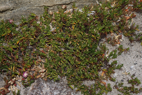 Image of Wilsonia backhousei by (c) Thomas Mesaglio, some rights reserved (CC BY)