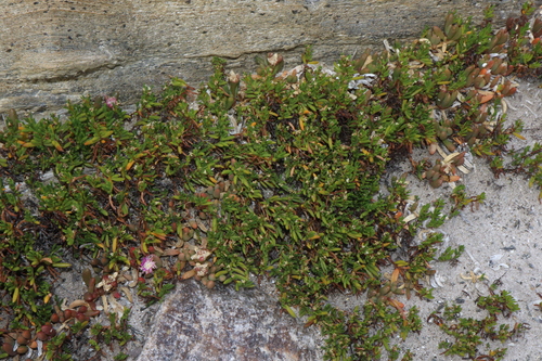 Image of Wilsonia backhousei by (c) Thomas Mesaglio, some rights reserved (CC BY)