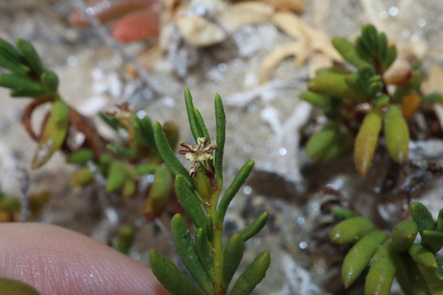 Image of Wilsonia backhousei by (c) Thomas Mesaglio, some rights reserved (CC BY)