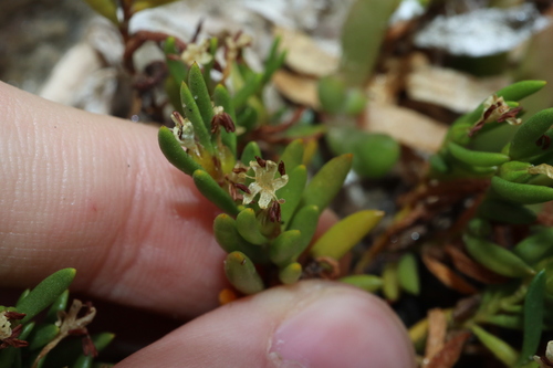 Image of Wilsonia backhousei by (c) Thomas Mesaglio, some rights reserved (CC BY)