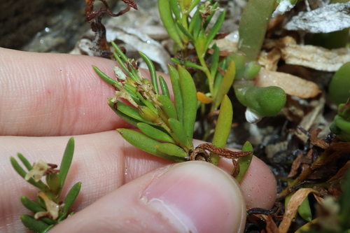 Image of Wilsonia backhousei by (c) Thomas Mesaglio, some rights reserved (CC BY)