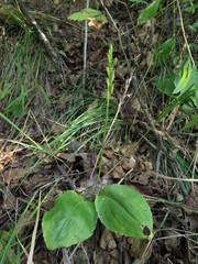 Liparis campylostalix