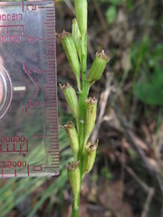 Liparis campylostalix