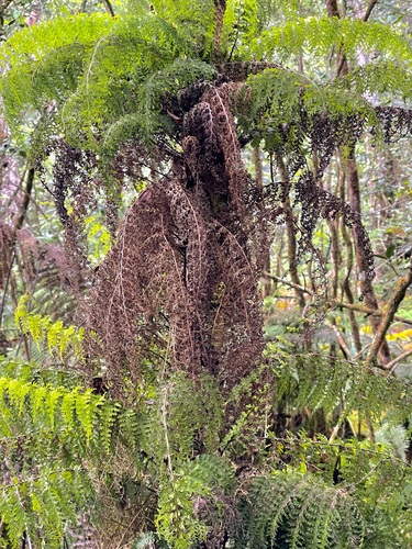 Vandenboschia tubiflora observed 2022-04-24