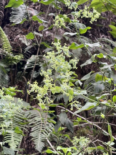 Kadua cordata observed 2022-04-24