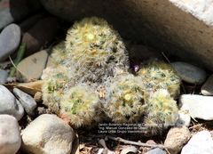 Mammillaria carmenae