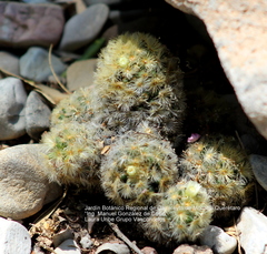 Mammillaria carmenae