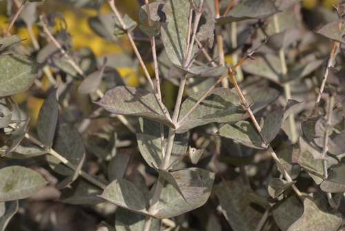 Eucalyptus albida