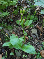 Liparis kumokiri