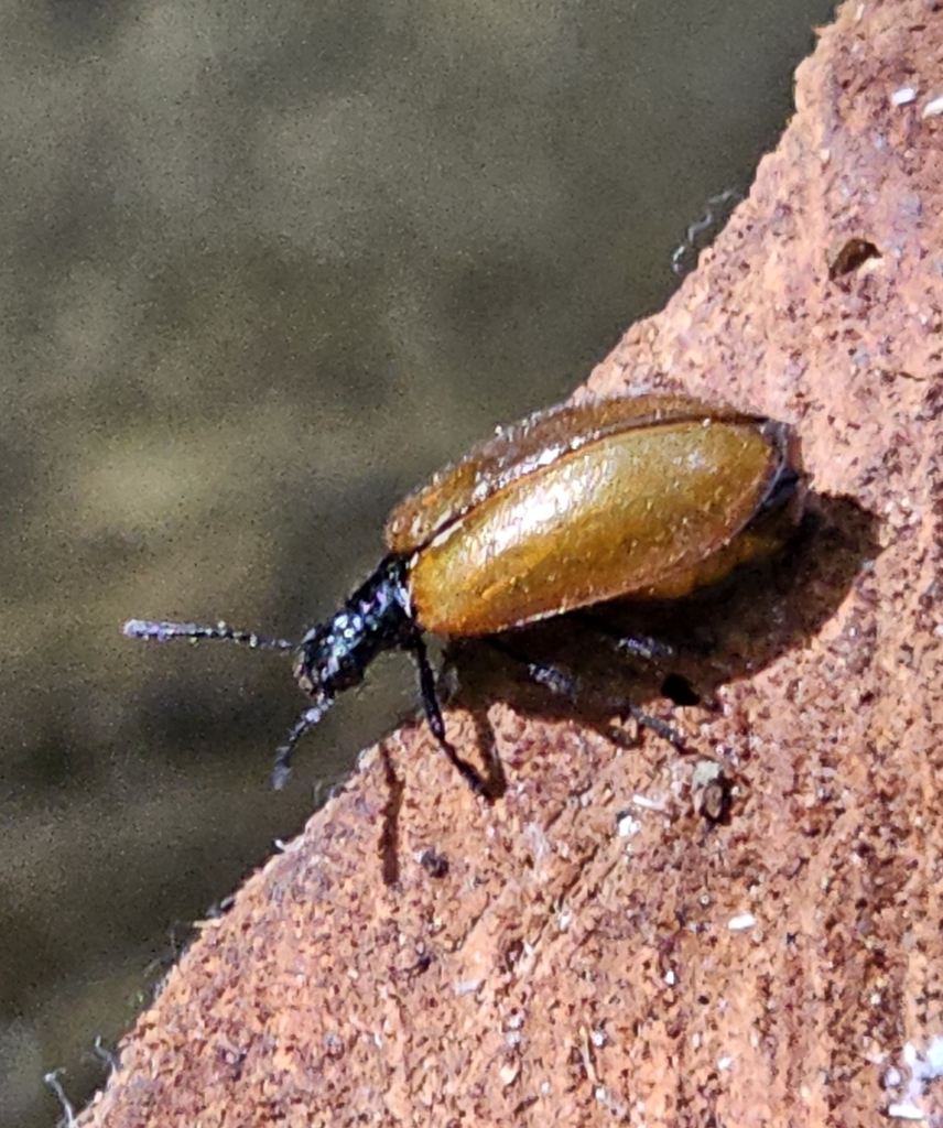 Acerogria