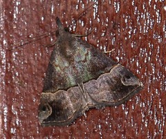Hypena assimilis