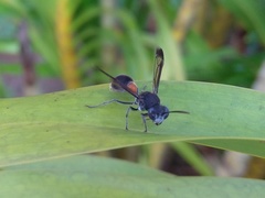 Ropalidia sumatrae