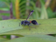 Ropalidia sumatrae