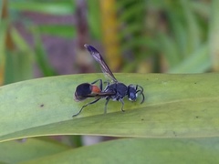 Ropalidia sumatrae